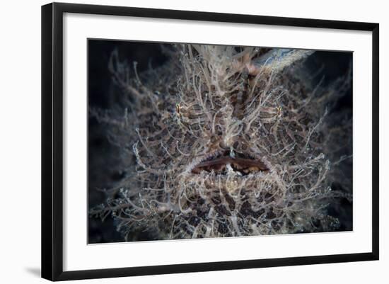 Front View of a Hairy Frogfish-Stocktrek Images-Framed Photographic Print