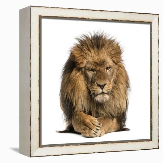 Front View of a Lion Lying, Crossing Paws, Panthera Leo, 10 Years Old, Isolated on White-Life on White-Framed Premier Image Canvas