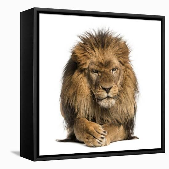 Front View of a Lion Lying, Crossing Paws, Panthera Leo, 10 Years Old, Isolated on White-Life on White-Framed Premier Image Canvas