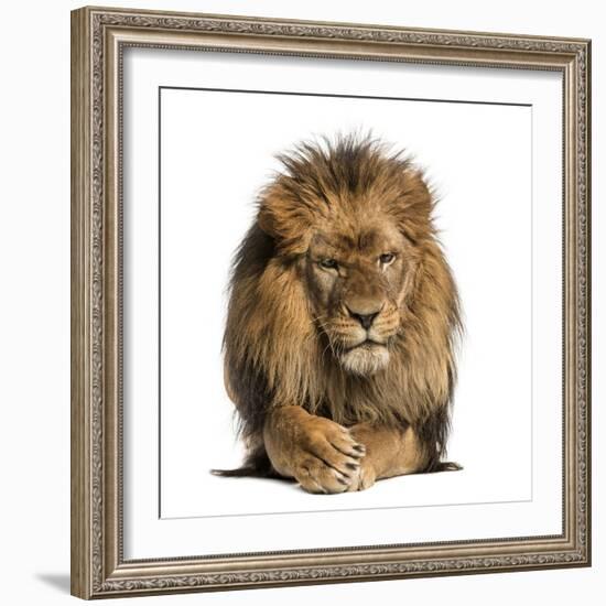 Front View of a Lion Lying, Crossing Paws, Panthera Leo, 10 Years Old, Isolated on White-Life on White-Framed Photographic Print