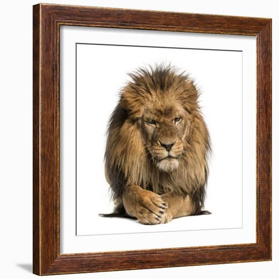 Front View of a Lion Lying, Crossing Paws, Panthera Leo, 10 Years Old, Isolated on White-Life on White-Framed Photographic Print