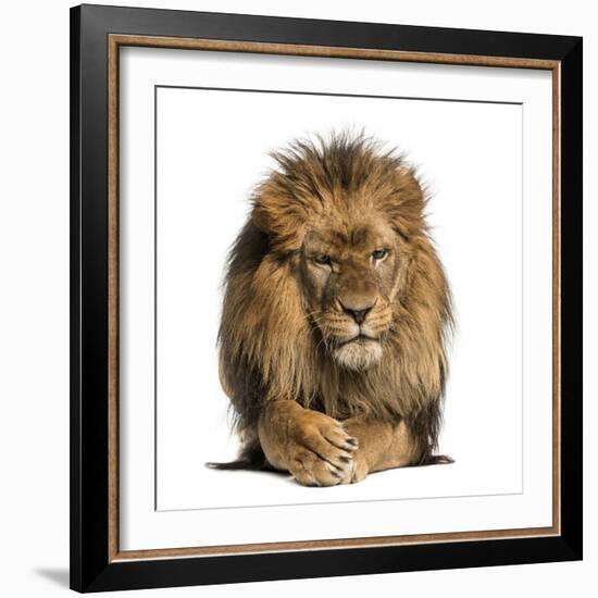 Front View of a Lion Lying, Crossing Paws, Panthera Leo, 10 Years Old, Isolated on White-Life on White-Framed Photographic Print