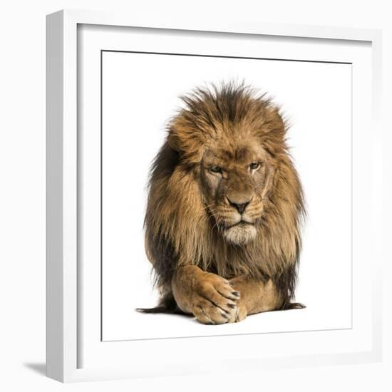 Front View of a Lion Lying, Crossing Paws, Panthera Leo, 10 Years Old, Isolated on White-Life on White-Framed Photographic Print