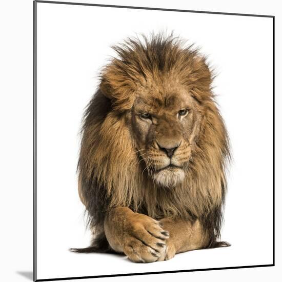 Front View of a Lion Lying, Crossing Paws, Panthera Leo, 10 Years Old, Isolated on White-Life on White-Mounted Photographic Print