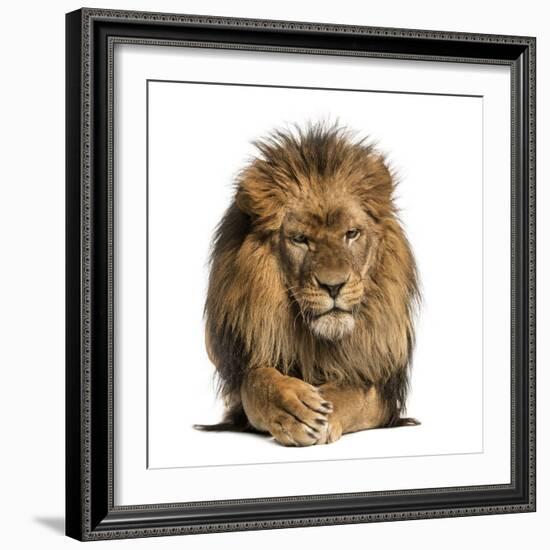 Front View of a Lion Lying, Crossing Paws, Panthera Leo, 10 Years Old, Isolated on White-Life on White-Framed Photographic Print