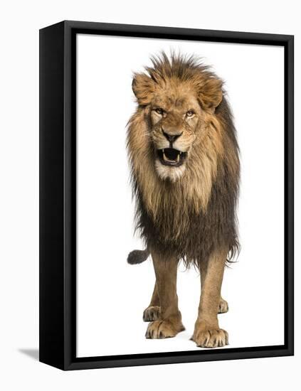 Front View of a Lion Roaring, Standing, Panthera Leo, 10 Years Old, Isolated on White-Life on White-Framed Premier Image Canvas