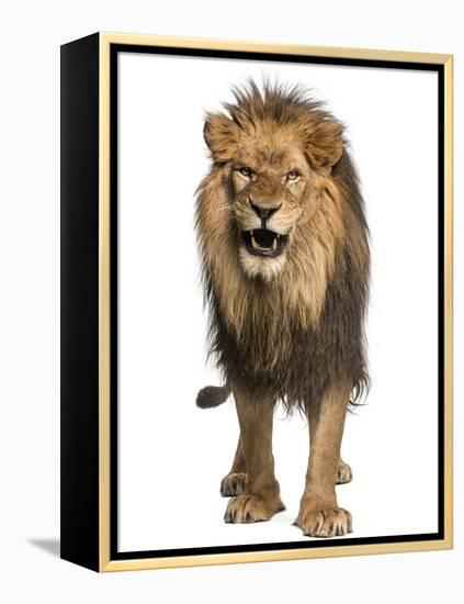 Front View of a Lion Roaring, Standing, Panthera Leo, 10 Years Old, Isolated on White-Life on White-Framed Premier Image Canvas