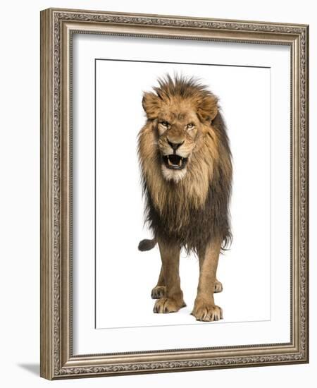 Front View of a Lion Roaring, Standing, Panthera Leo, 10 Years Old, Isolated on White-Life on White-Framed Photographic Print