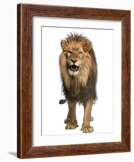 Front View of a Lion Roaring, Standing, Panthera Leo, 10 Years Old, Isolated on White-Life on White-Framed Photographic Print