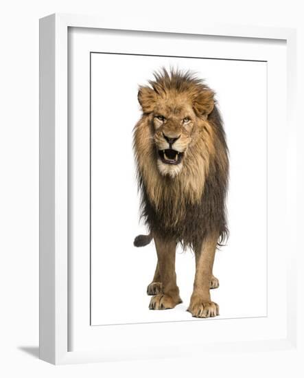 Front View of a Lion Roaring, Standing, Panthera Leo, 10 Years Old, Isolated on White-Life on White-Framed Photographic Print