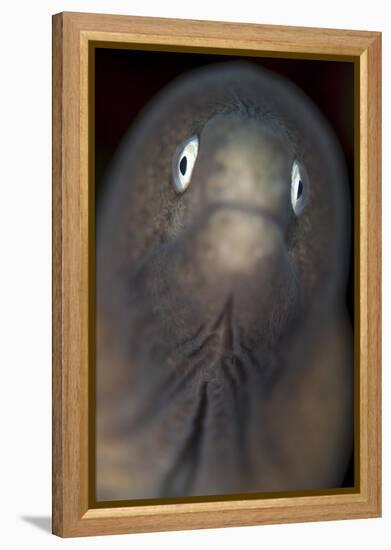 Front View of a White-Eyed Moray Eel-Stocktrek Images-Framed Premier Image Canvas