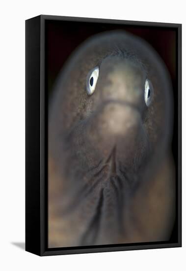 Front View of a White-Eyed Moray Eel-Stocktrek Images-Framed Premier Image Canvas