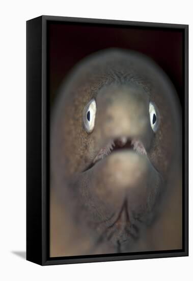 Front View of a White-Eyed Moray Eel-Stocktrek Images-Framed Premier Image Canvas
