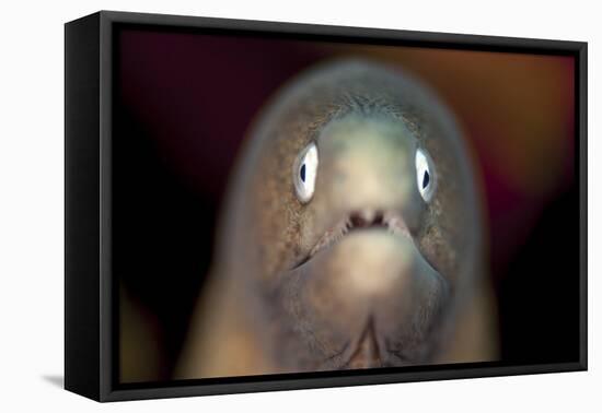 Front View of a White-Eyed Moray Eel-Stocktrek Images-Framed Premier Image Canvas