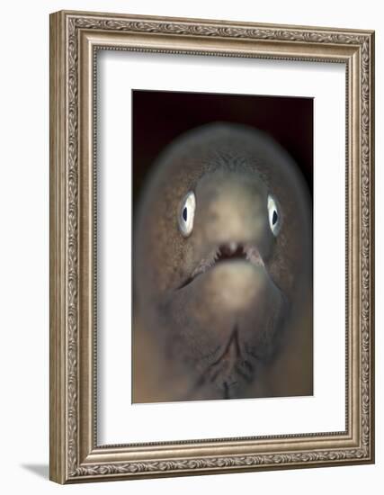 Front View of a White-Eyed Moray Eel-Stocktrek Images-Framed Photographic Print