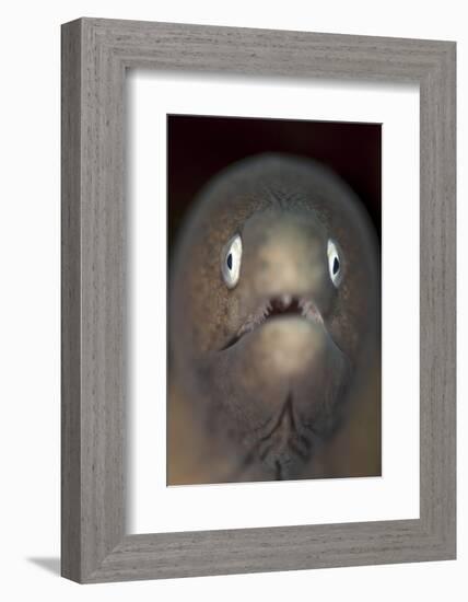 Front View of a White-Eyed Moray Eel-Stocktrek Images-Framed Photographic Print