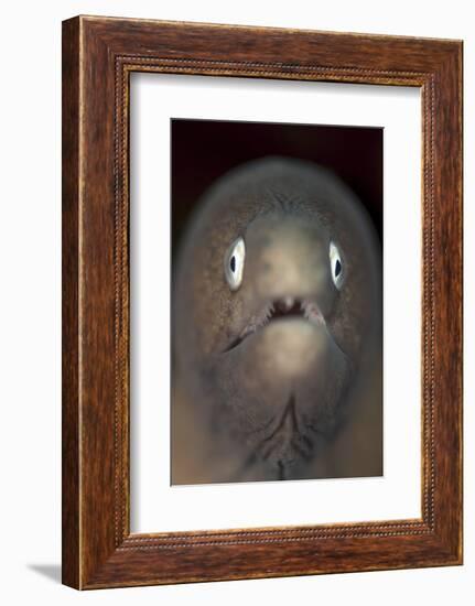 Front View of a White-Eyed Moray Eel-Stocktrek Images-Framed Photographic Print