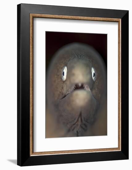 Front View of a White-Eyed Moray Eel-Stocktrek Images-Framed Photographic Print