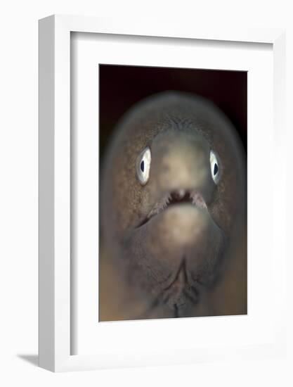 Front View of a White-Eyed Moray Eel-Stocktrek Images-Framed Photographic Print