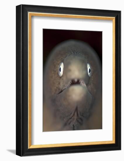 Front View of a White-Eyed Moray Eel-Stocktrek Images-Framed Photographic Print