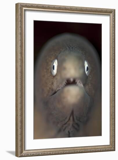 Front View of a White-Eyed Moray Eel-Stocktrek Images-Framed Photographic Print