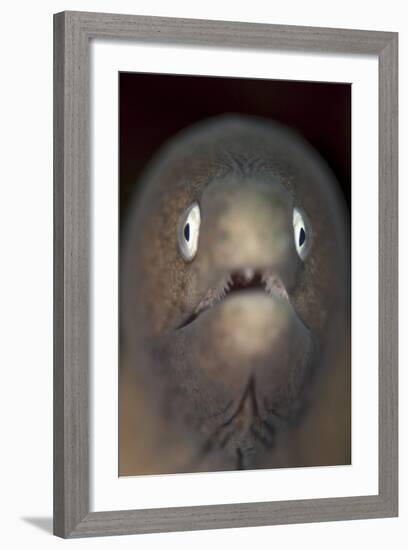 Front View of a White-Eyed Moray Eel-Stocktrek Images-Framed Photographic Print