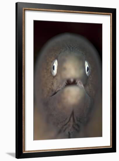 Front View of a White-Eyed Moray Eel-Stocktrek Images-Framed Photographic Print