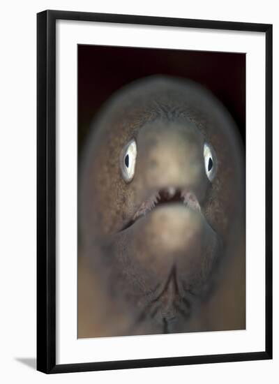 Front View of a White-Eyed Moray Eel-Stocktrek Images-Framed Photographic Print