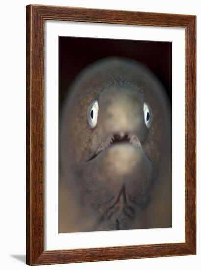 Front View of a White-Eyed Moray Eel-Stocktrek Images-Framed Photographic Print