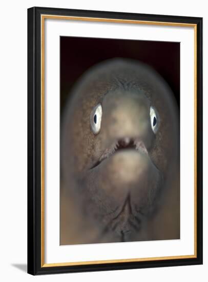 Front View of a White-Eyed Moray Eel-Stocktrek Images-Framed Photographic Print