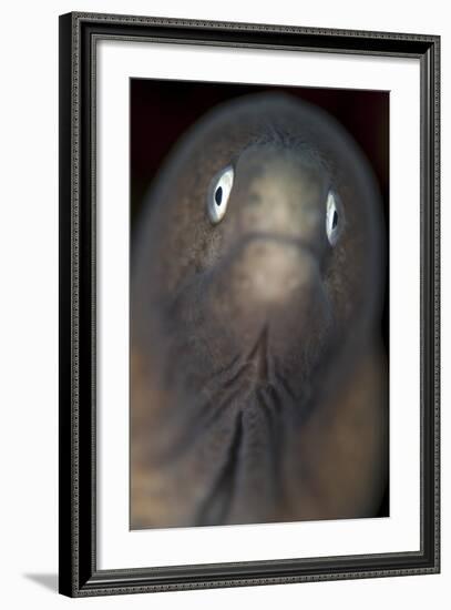 Front View of a White-Eyed Moray Eel-Stocktrek Images-Framed Photographic Print