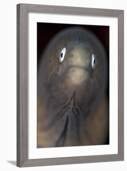 Front View of a White-Eyed Moray Eel-Stocktrek Images-Framed Photographic Print