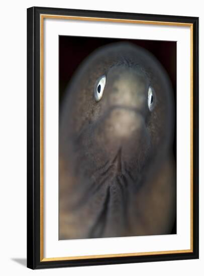 Front View of a White-Eyed Moray Eel-Stocktrek Images-Framed Photographic Print