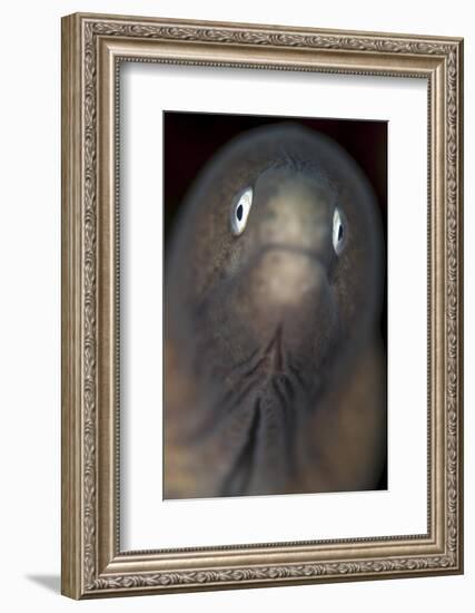 Front View of a White-Eyed Moray Eel-Stocktrek Images-Framed Photographic Print