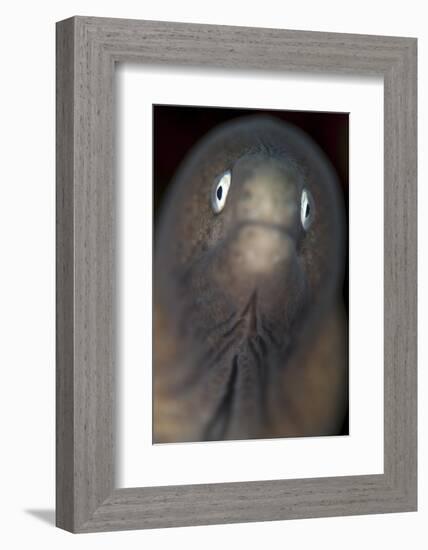 Front View of a White-Eyed Moray Eel-Stocktrek Images-Framed Photographic Print