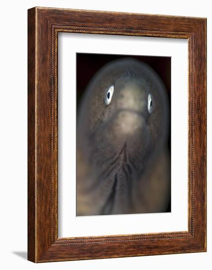 Front View of a White-Eyed Moray Eel-Stocktrek Images-Framed Photographic Print