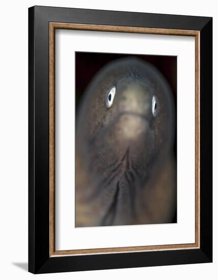 Front View of a White-Eyed Moray Eel-Stocktrek Images-Framed Photographic Print