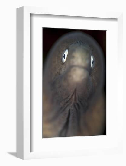 Front View of a White-Eyed Moray Eel-Stocktrek Images-Framed Photographic Print