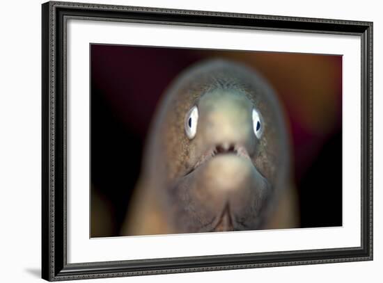 Front View of a White-Eyed Moray Eel-Stocktrek Images-Framed Photographic Print