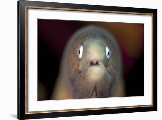 Front View of a White-Eyed Moray Eel-Stocktrek Images-Framed Photographic Print