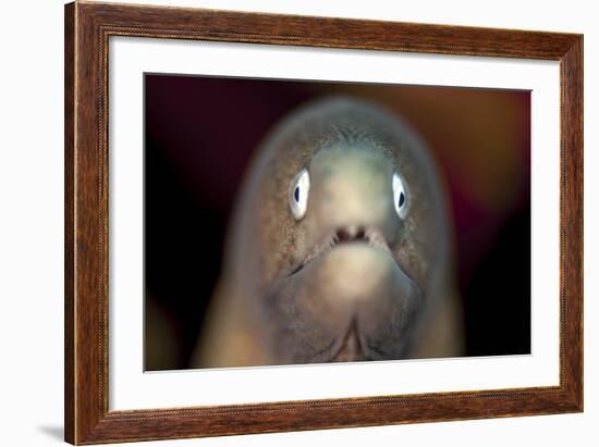 Front View of a White-Eyed Moray Eel-Stocktrek Images-Framed Photographic Print