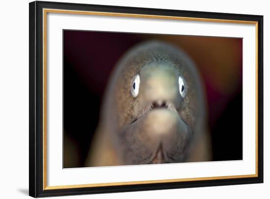 Front View of a White-Eyed Moray Eel-Stocktrek Images-Framed Photographic Print