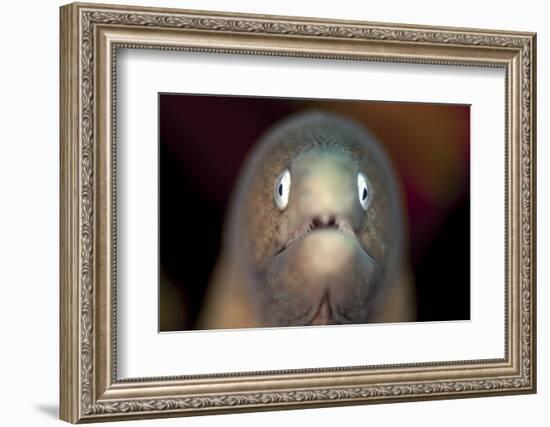 Front View of a White-Eyed Moray Eel-Stocktrek Images-Framed Photographic Print