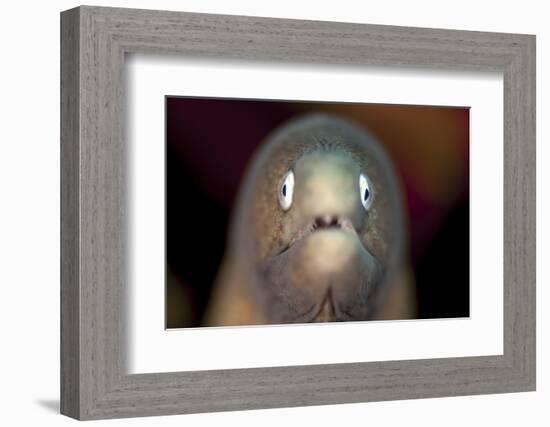 Front View of a White-Eyed Moray Eel-Stocktrek Images-Framed Photographic Print