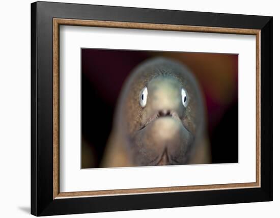 Front View of a White-Eyed Moray Eel-Stocktrek Images-Framed Photographic Print