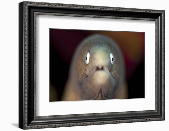 Front View of a White-Eyed Moray Eel-Stocktrek Images-Framed Photographic Print