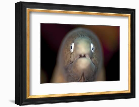 Front View of a White-Eyed Moray Eel-Stocktrek Images-Framed Photographic Print