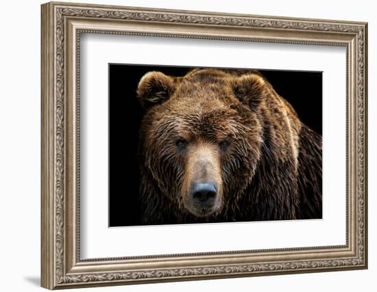 Front View of Brown Bear Isolated on Black Background. Portrait of Kamchatka Bear (Ursus Arctos Ber-Lubos Chlubny-Framed Photographic Print