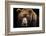 Front View of Brown Bear Isolated on Black Background. Portrait of Kamchatka Bear (Ursus Arctos Ber-Lubos Chlubny-Framed Photographic Print