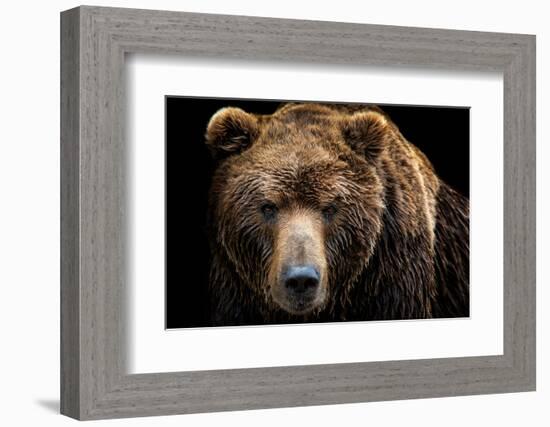 Front View of Brown Bear Isolated on Black Background. Portrait of Kamchatka Bear (Ursus Arctos Ber-Lubos Chlubny-Framed Photographic Print